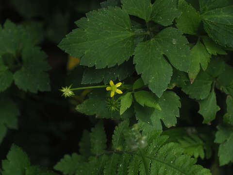 Image of Ranunculus silerifolius H. Lév.