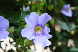 Image of laurel clockvine