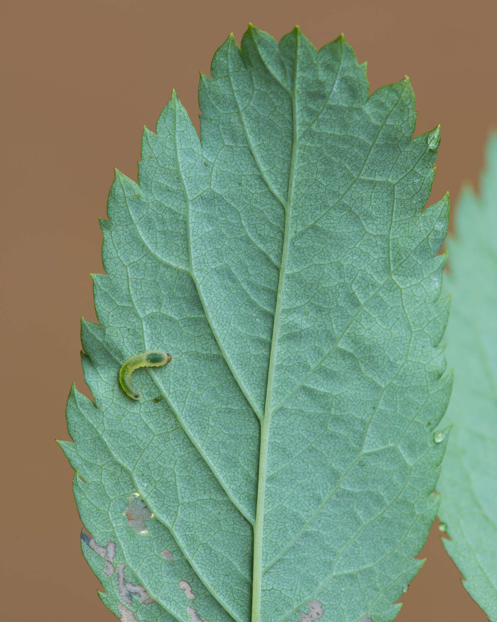 Image of Endelomyia aethiops (Fabricius)