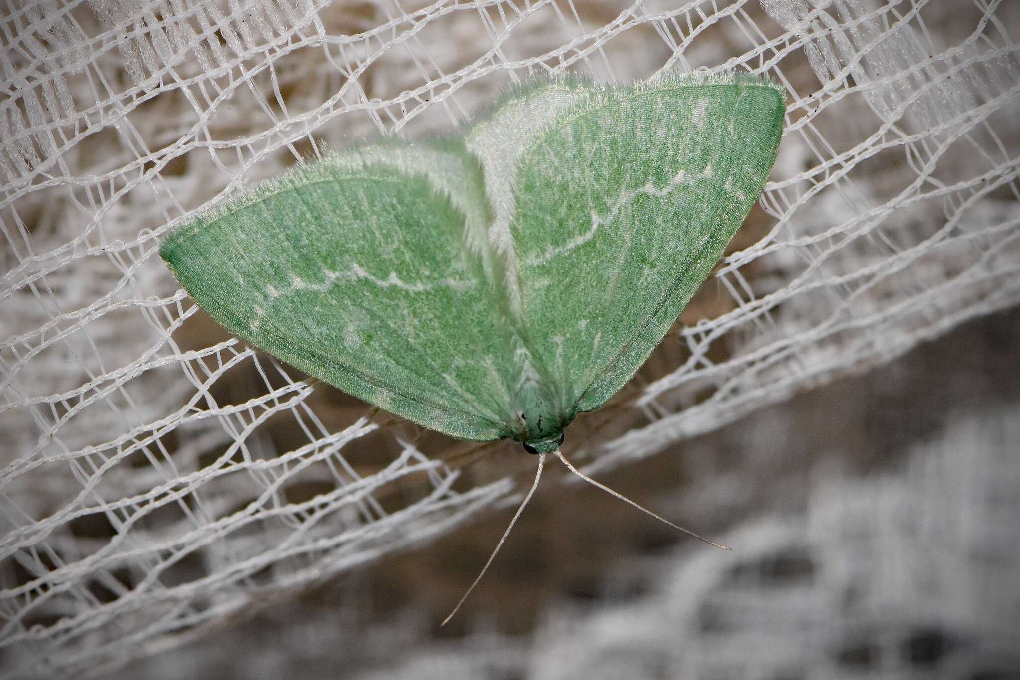 Image of Euloxia isadelpha Turner 1910