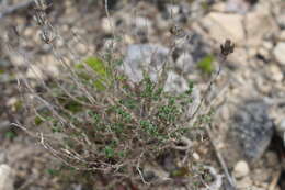 Слика од Arenaria aggregata (L.) Loisel.