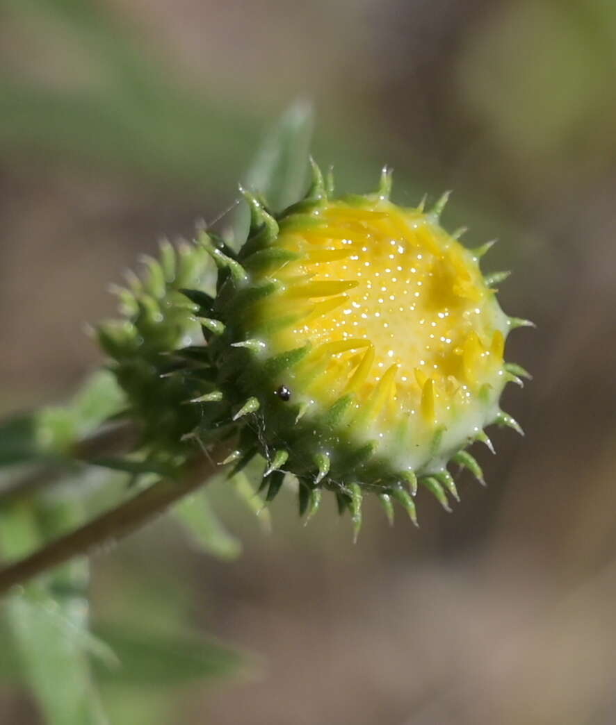 Слика од Grindelia hirsutula Hook. & Arn.