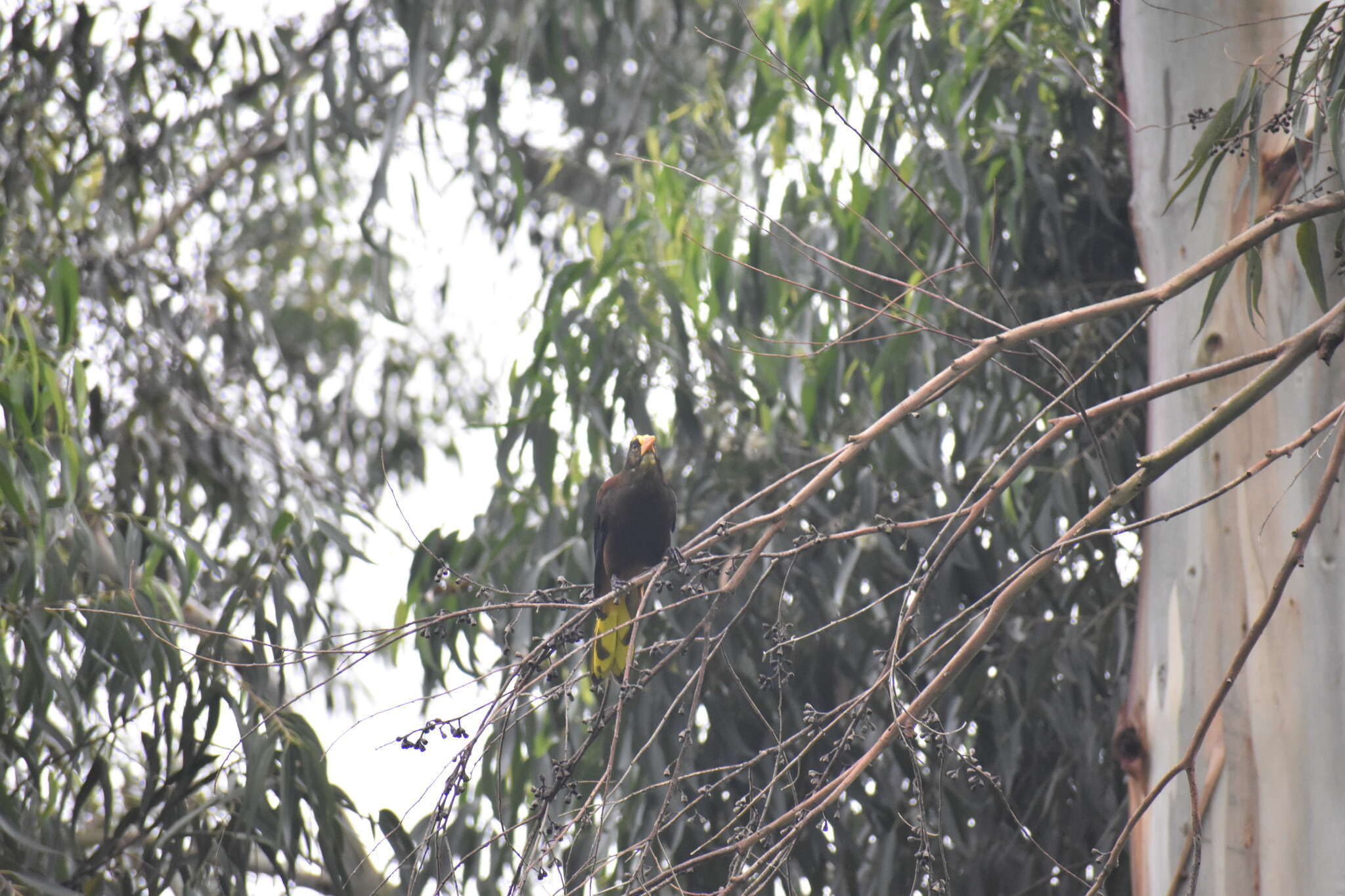 Image of Russet-backed Oropendola