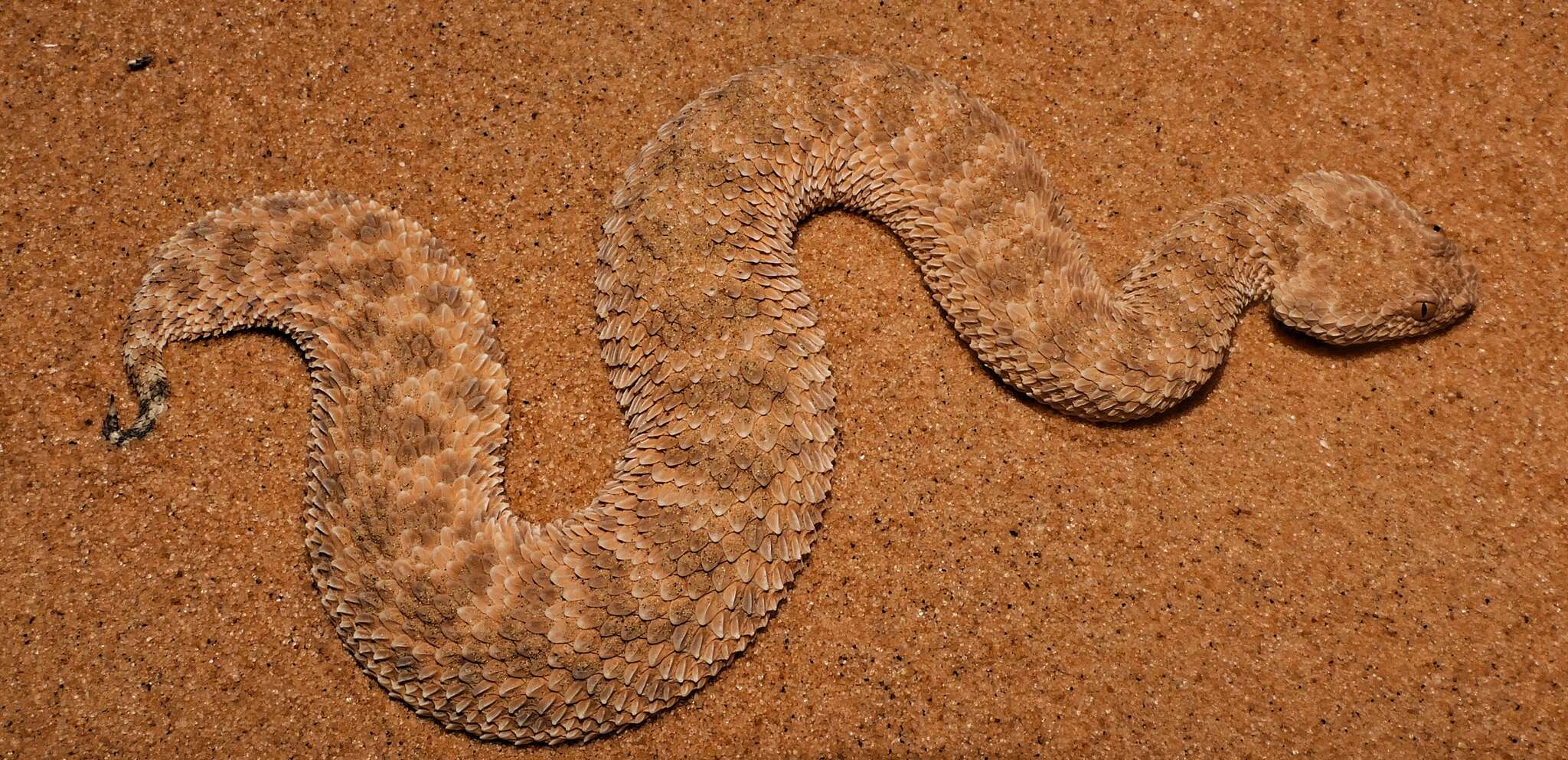 Cerastes vipera (Linnaeus 1758) resmi