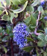 Image of Mason's ceanothus