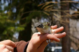 Image of Blue-headed Vireo