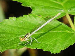 Image of Platycnemis Burmeister 1839