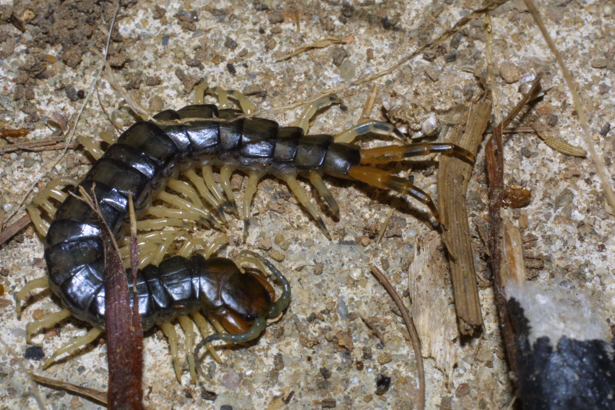 Image of Hemiscolopendra marginata (Say 1821)