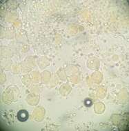 Puccinia kusanoi Dietel 1899的圖片