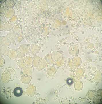 Sivun Puccinia kusanoi Dietel 1899 kuva