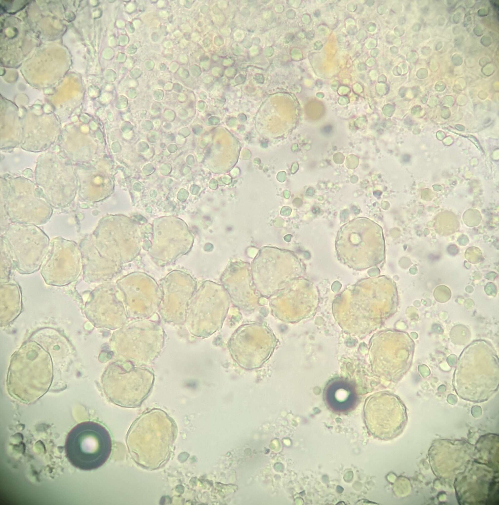 Puccinia kusanoi Dietel 1899的圖片