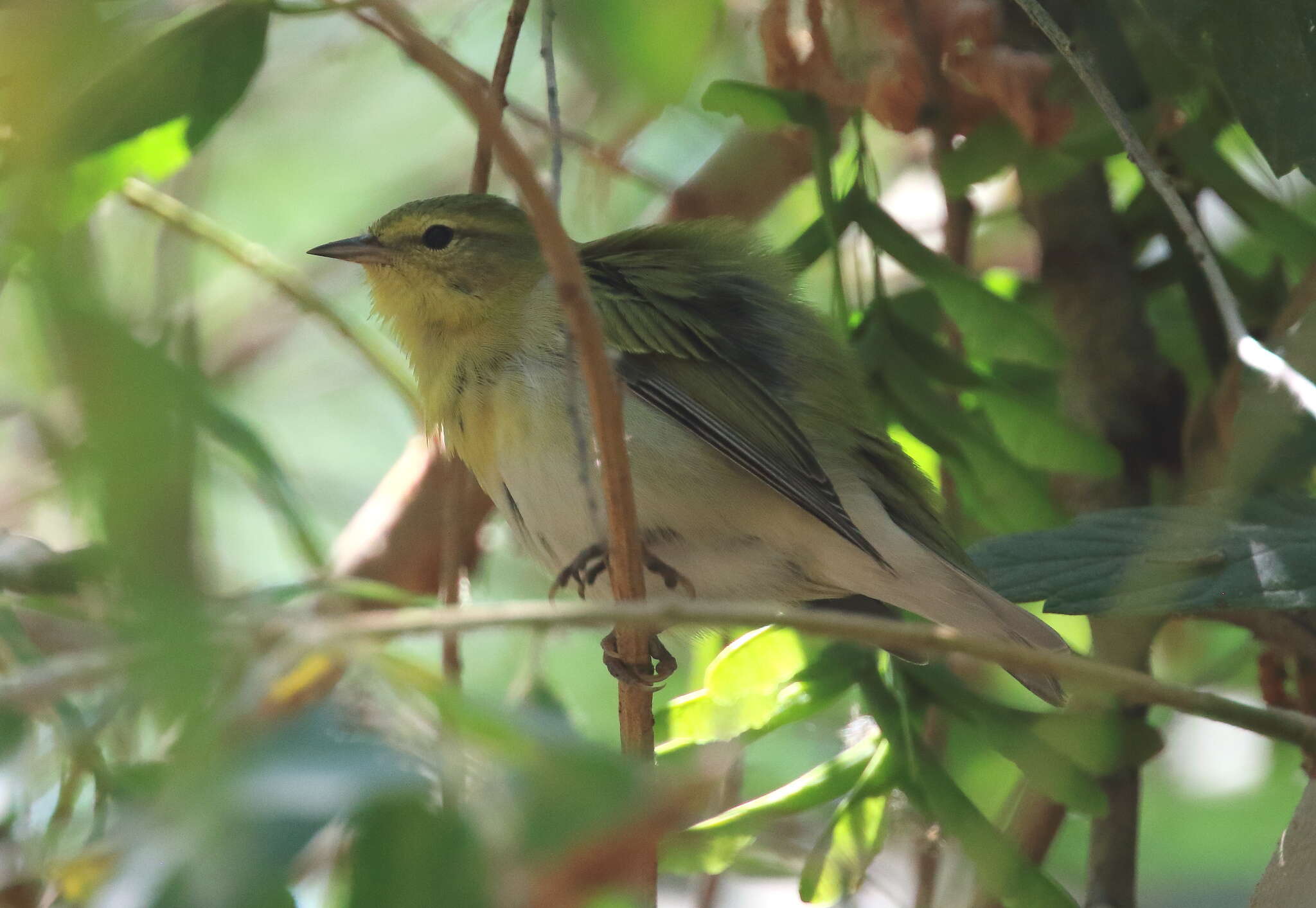 Image of Tennessee Warbler