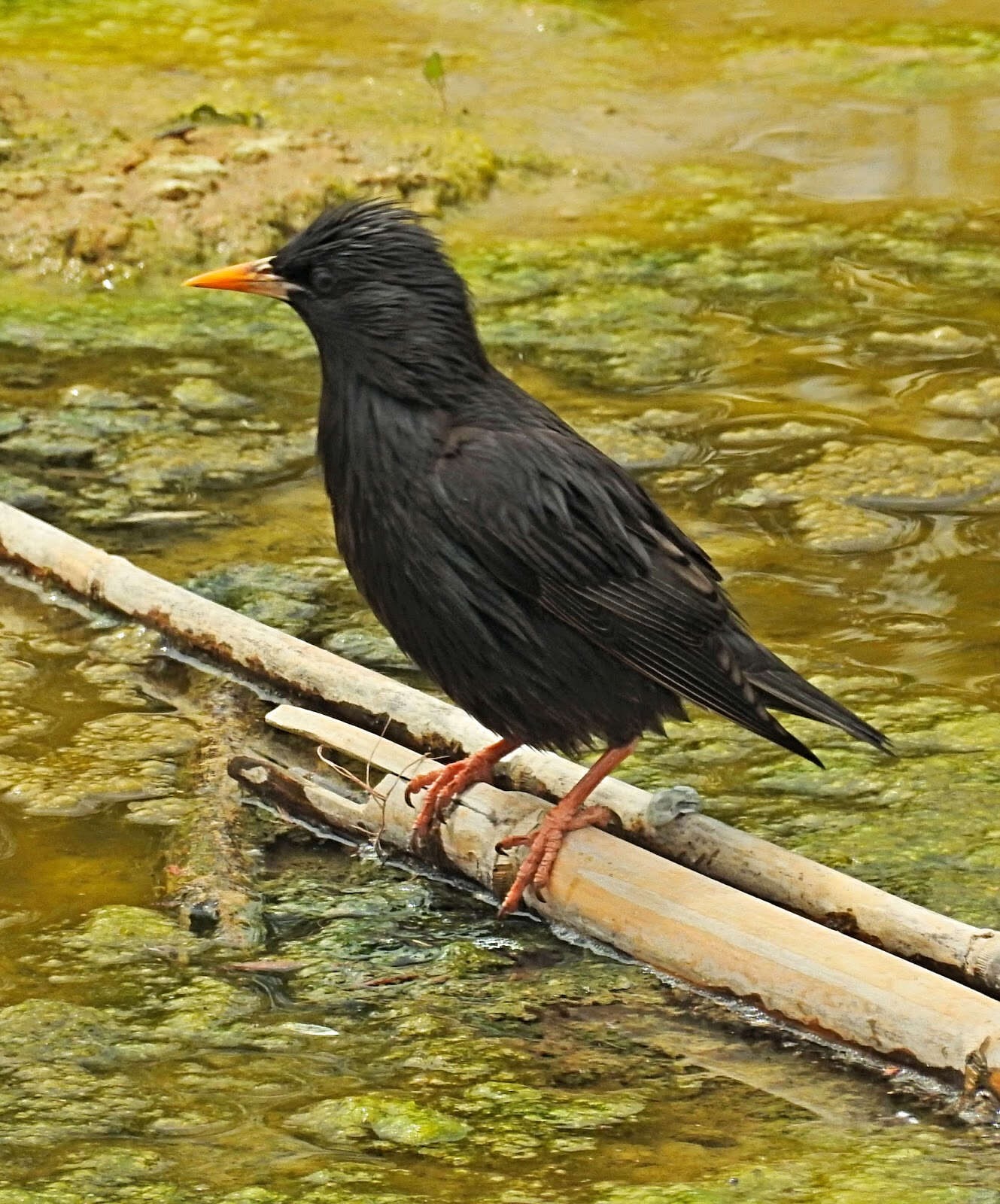 Image of Spotless Starling