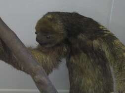 Image of sloth