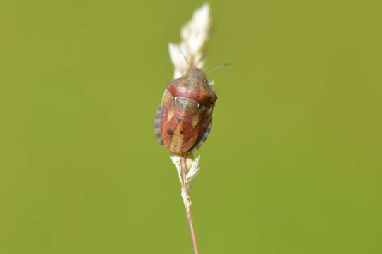 Image of Eurygaster testudinaria