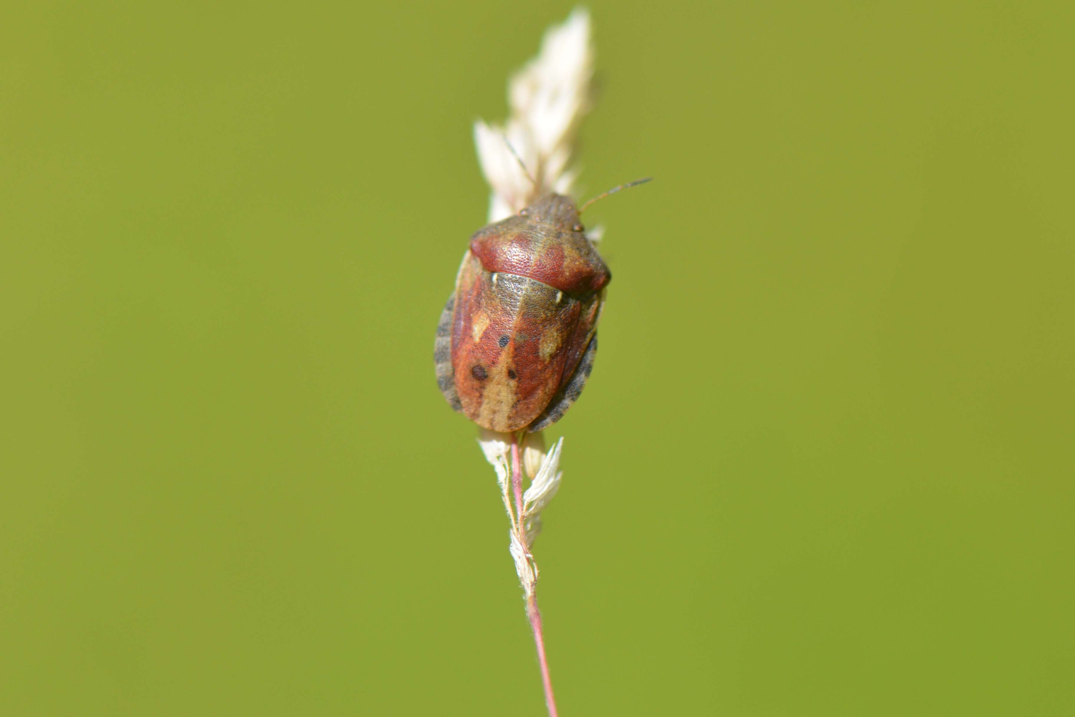 Image of Eurygaster testudinaria