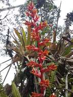 Image of Guzmania multiflora (André) André ex Mez