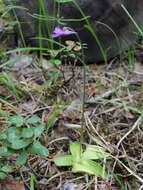 Image of Common butterwort