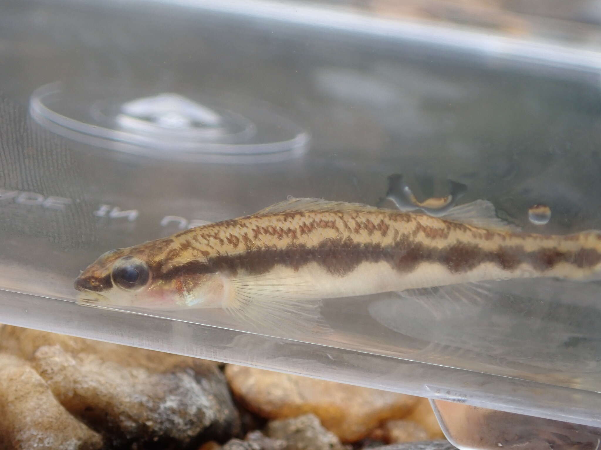 Image of Muscadine Darter