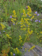 Image of Lady's Bedstraw