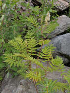 Image of false spiraea