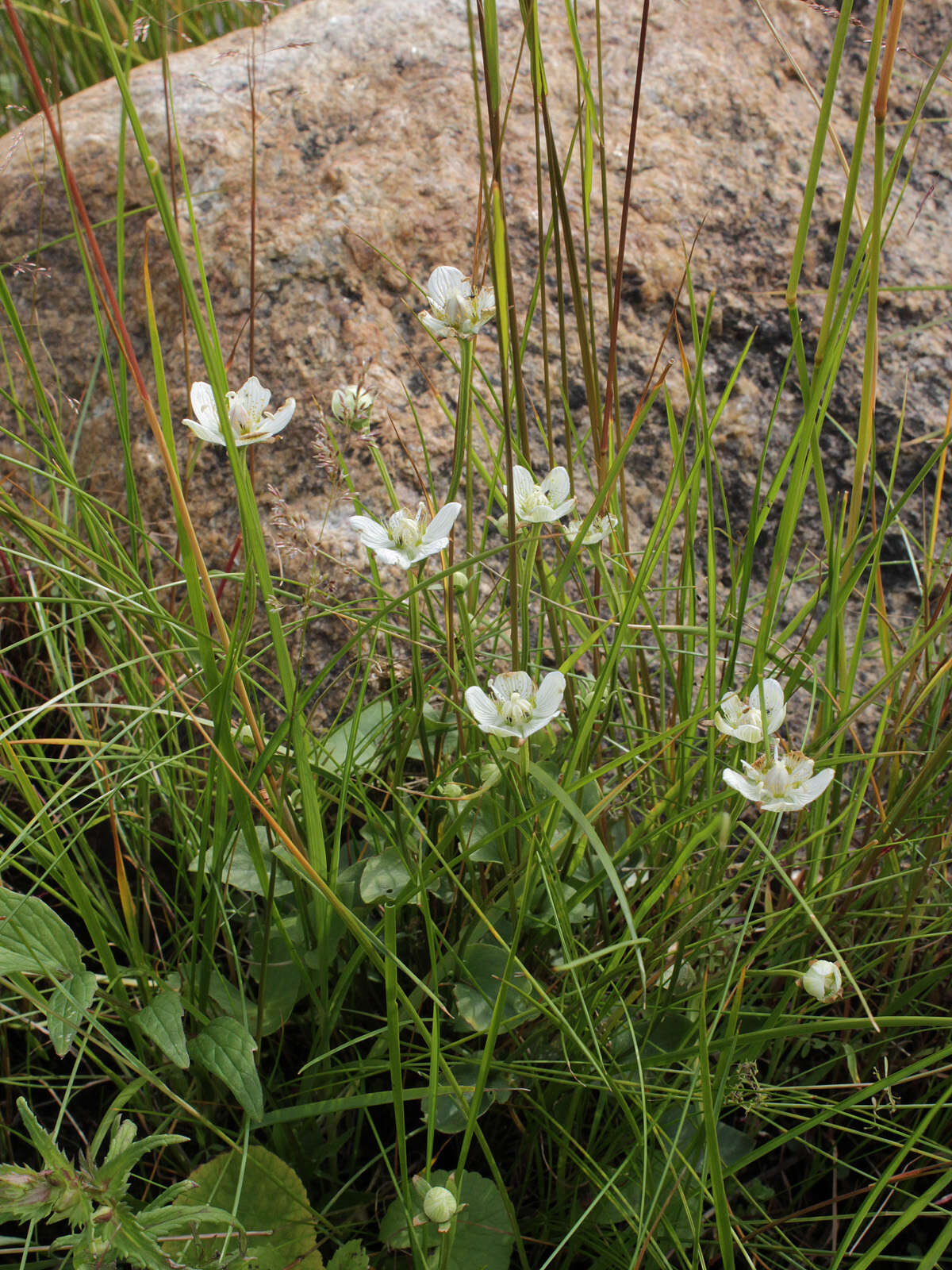 Image de Parnassie des Marais