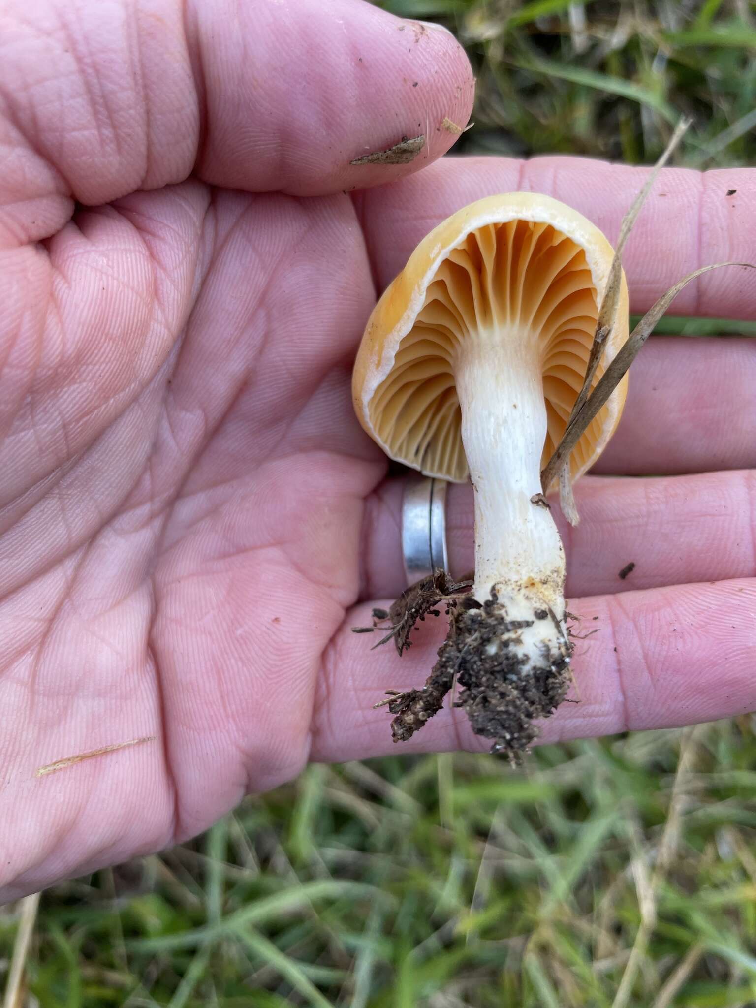 Слика од Hygrocybe austropratensis A. M. Young 1999