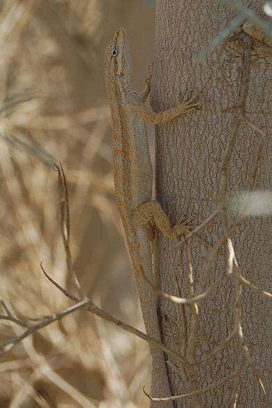 Image of Brush Lizard