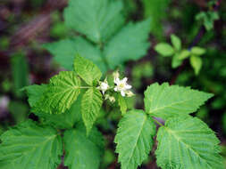 Image of black raspberry