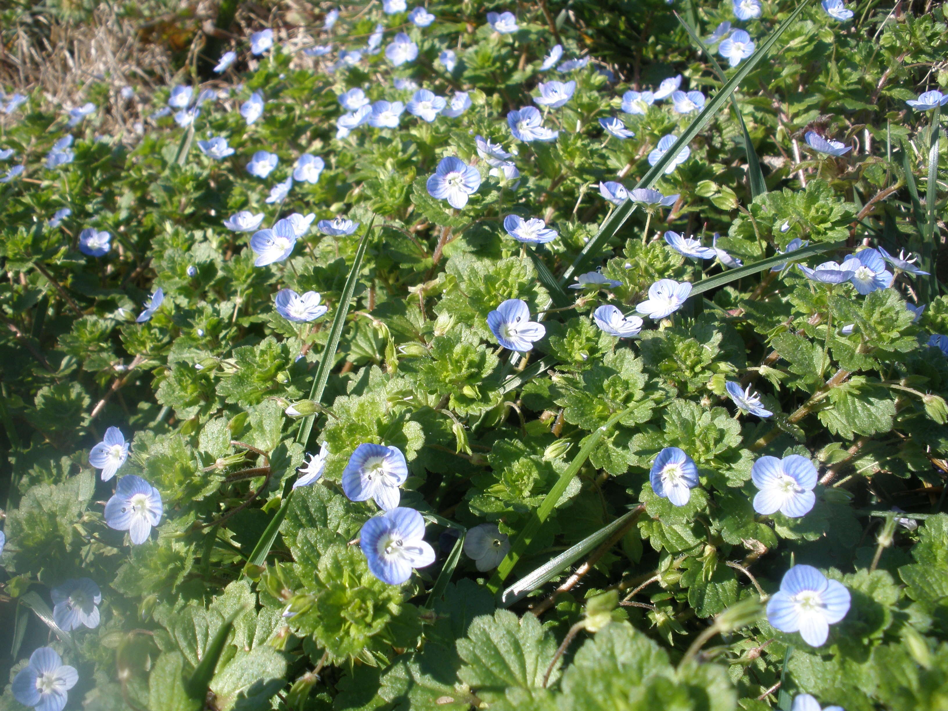 Image of birdeye speedwell