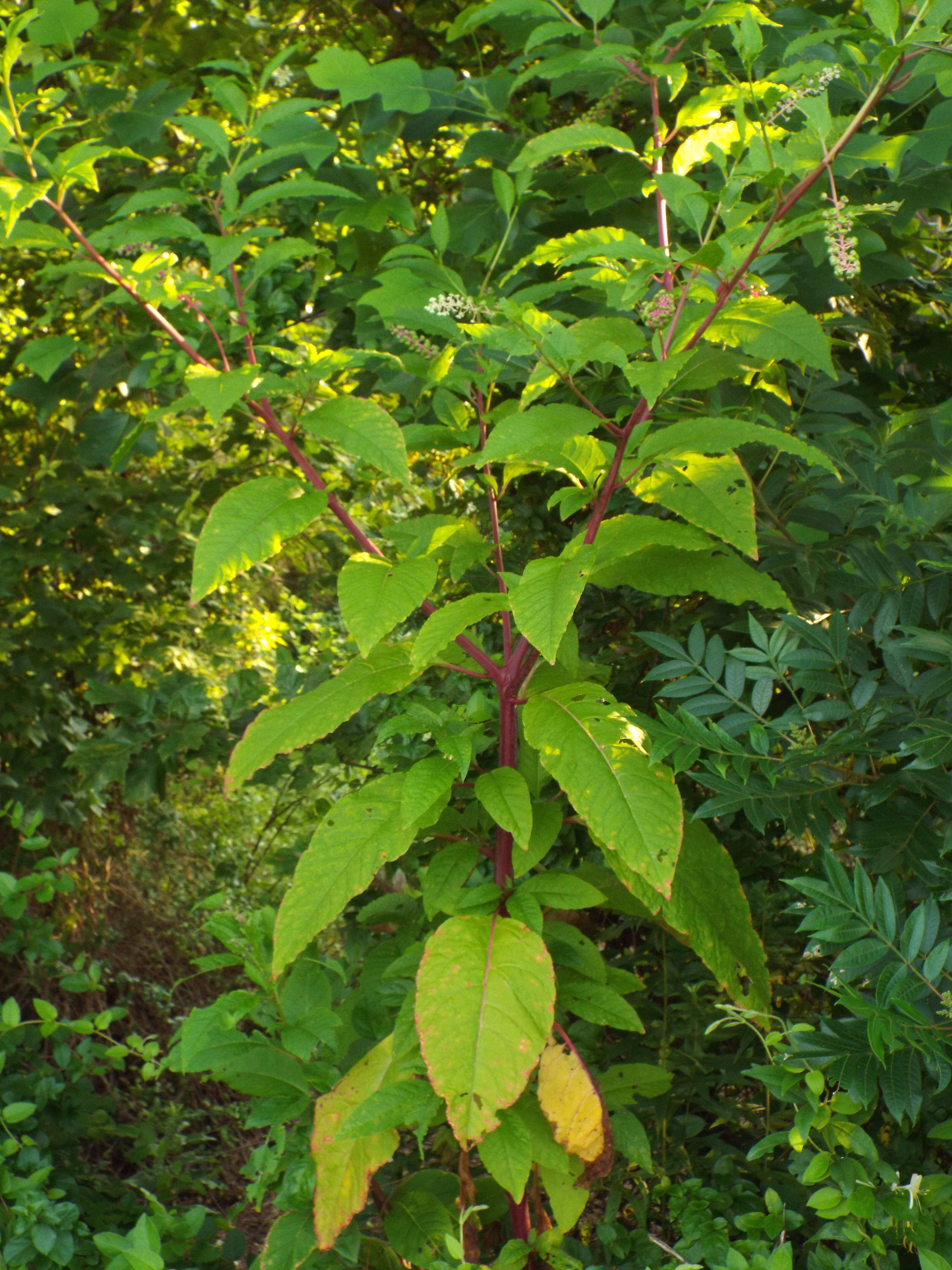 Image of American Nightshade