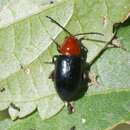 Image de Syphrea flavicollis (Jacoby 1884)