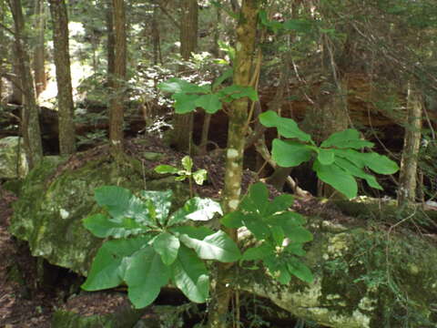 Image of Big-Leaf Magnolia