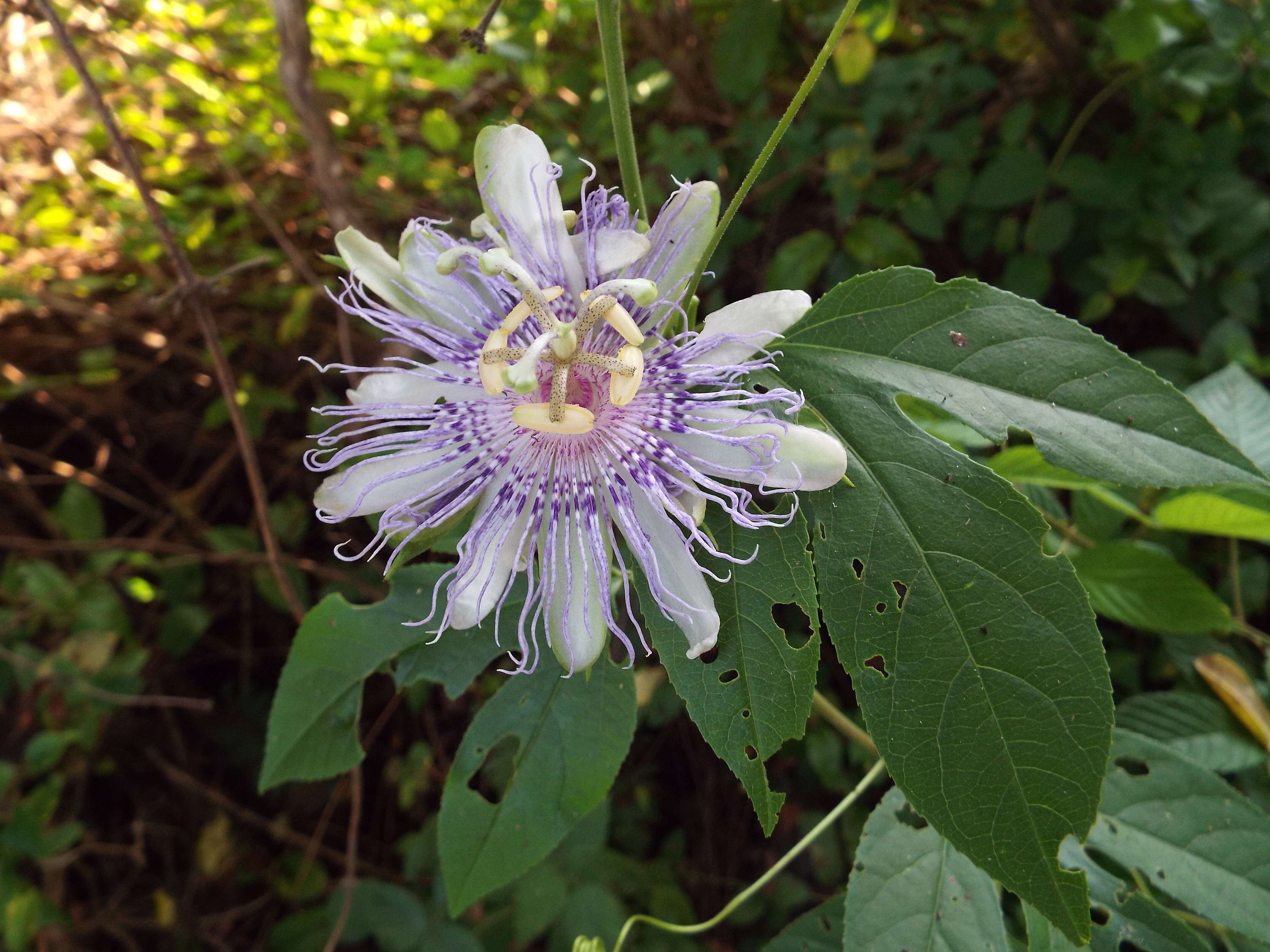 Image of Maypop