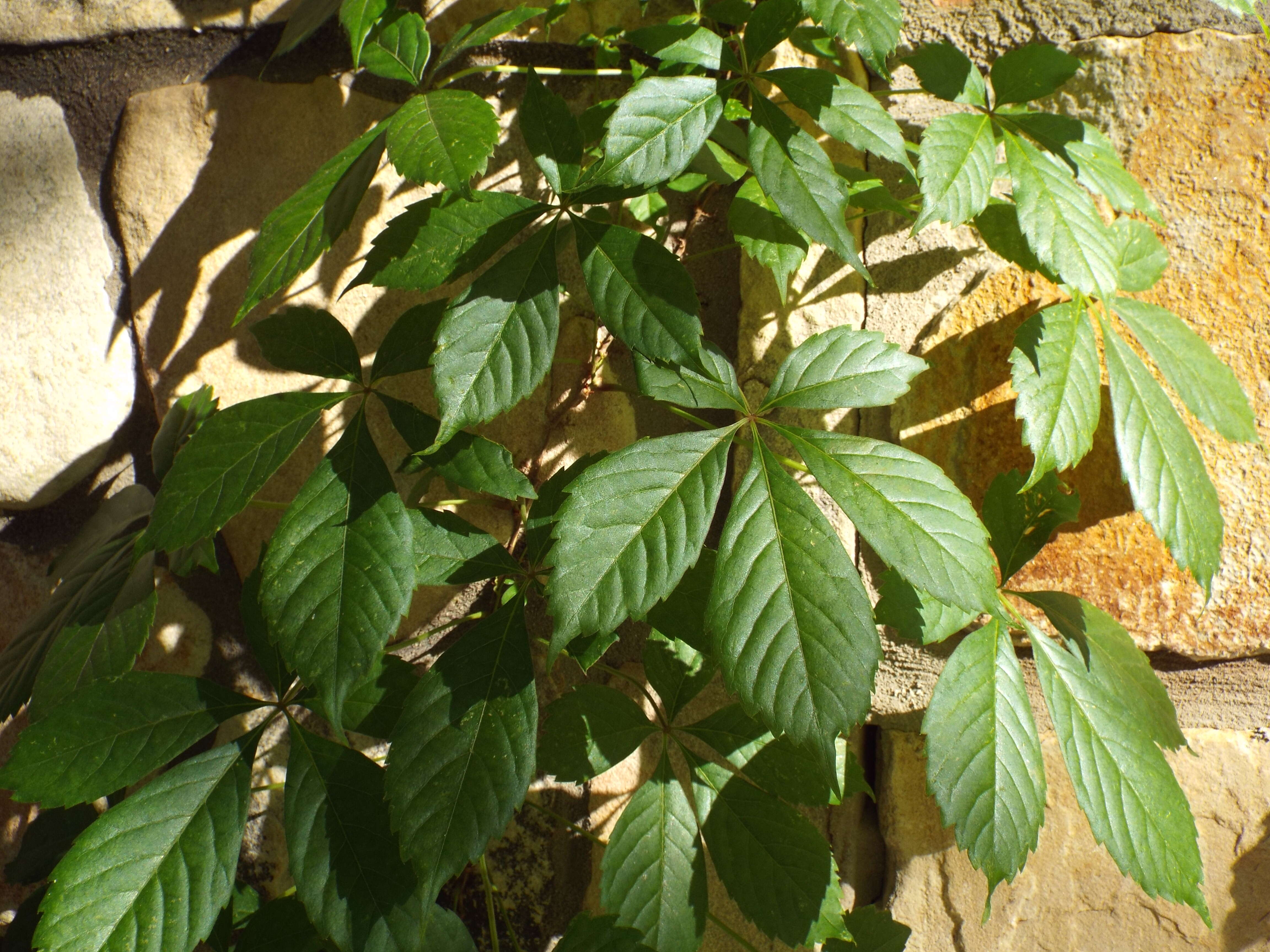 Image of Virginia creeper