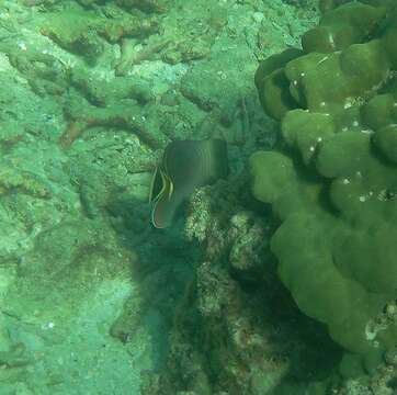 Image of Herringbone Butterflyfish