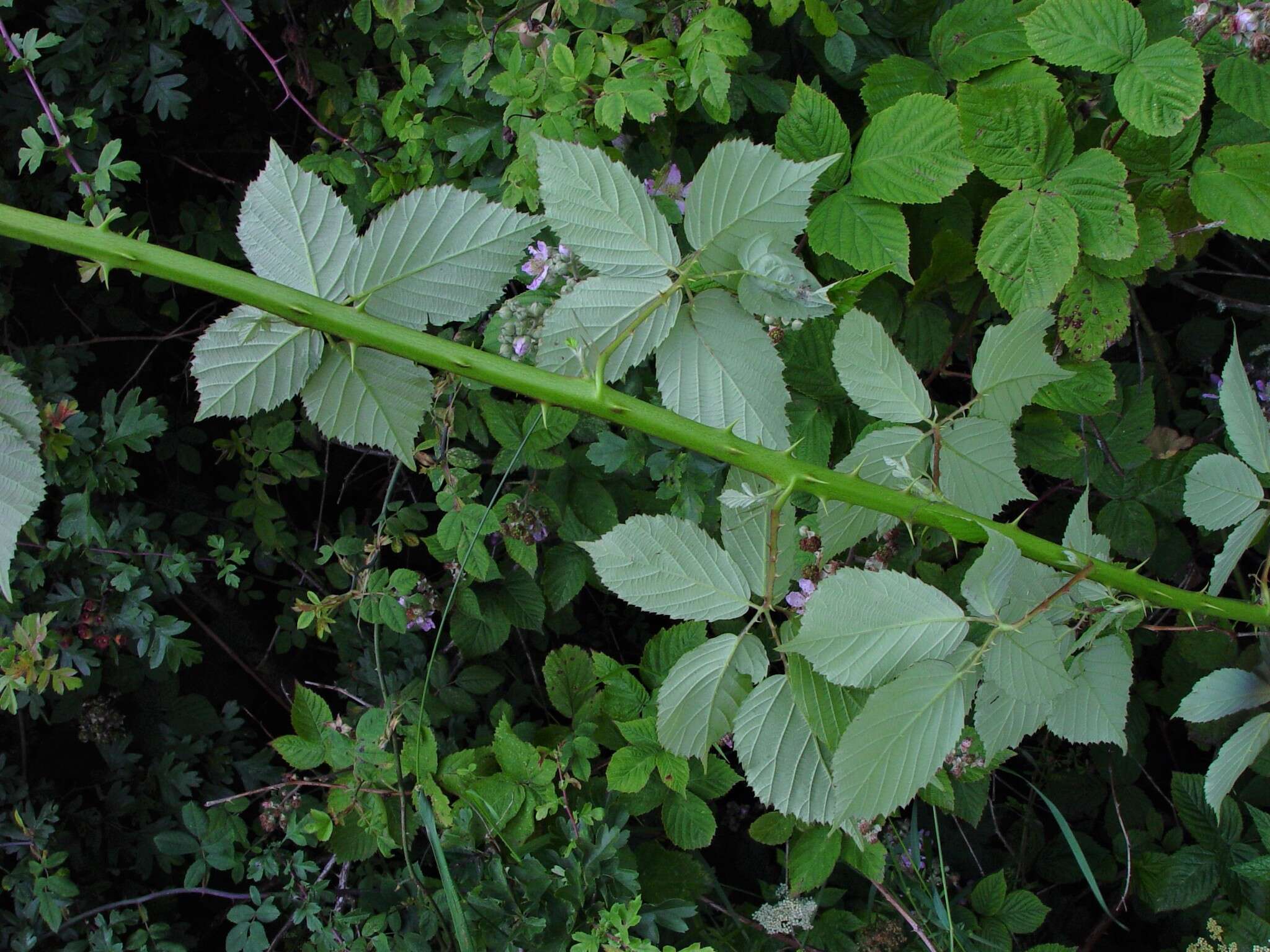 Image of Rubus rhombifolius Weihe ex Boenn.