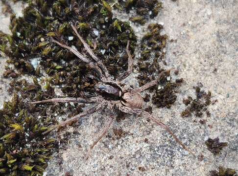 Image of Burnt wolf spider