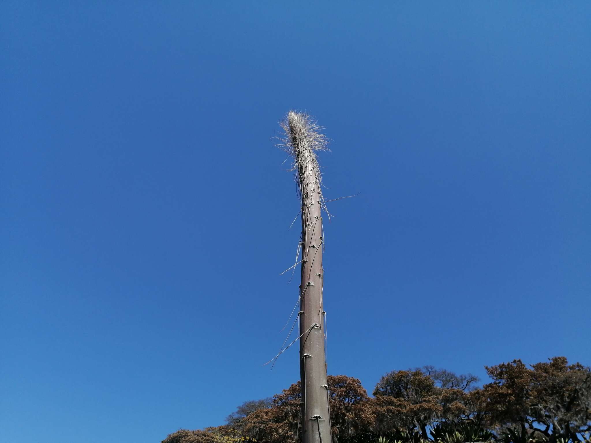 Слика од Agave triangularis Jacobi