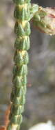 Image of Erica pectinifolia var. pectinifolia