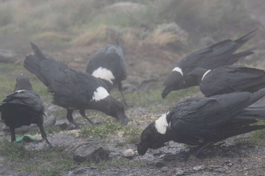 Plancia ëd Corvus albicollis Latham 1790