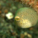 Image of Puffer filefish