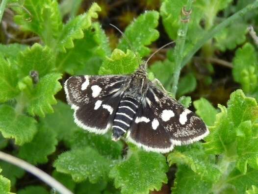 Imagem de Eurrhypis pollinalis