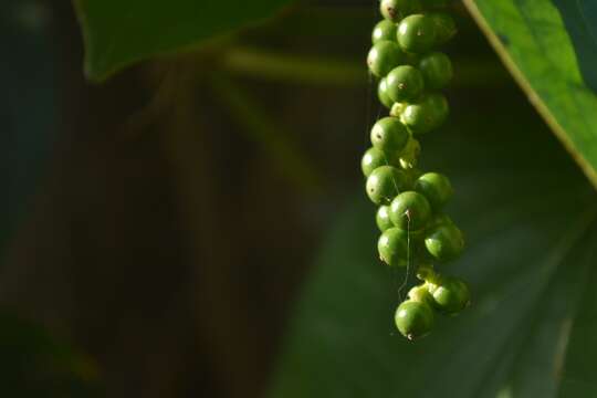 Image of black pepper