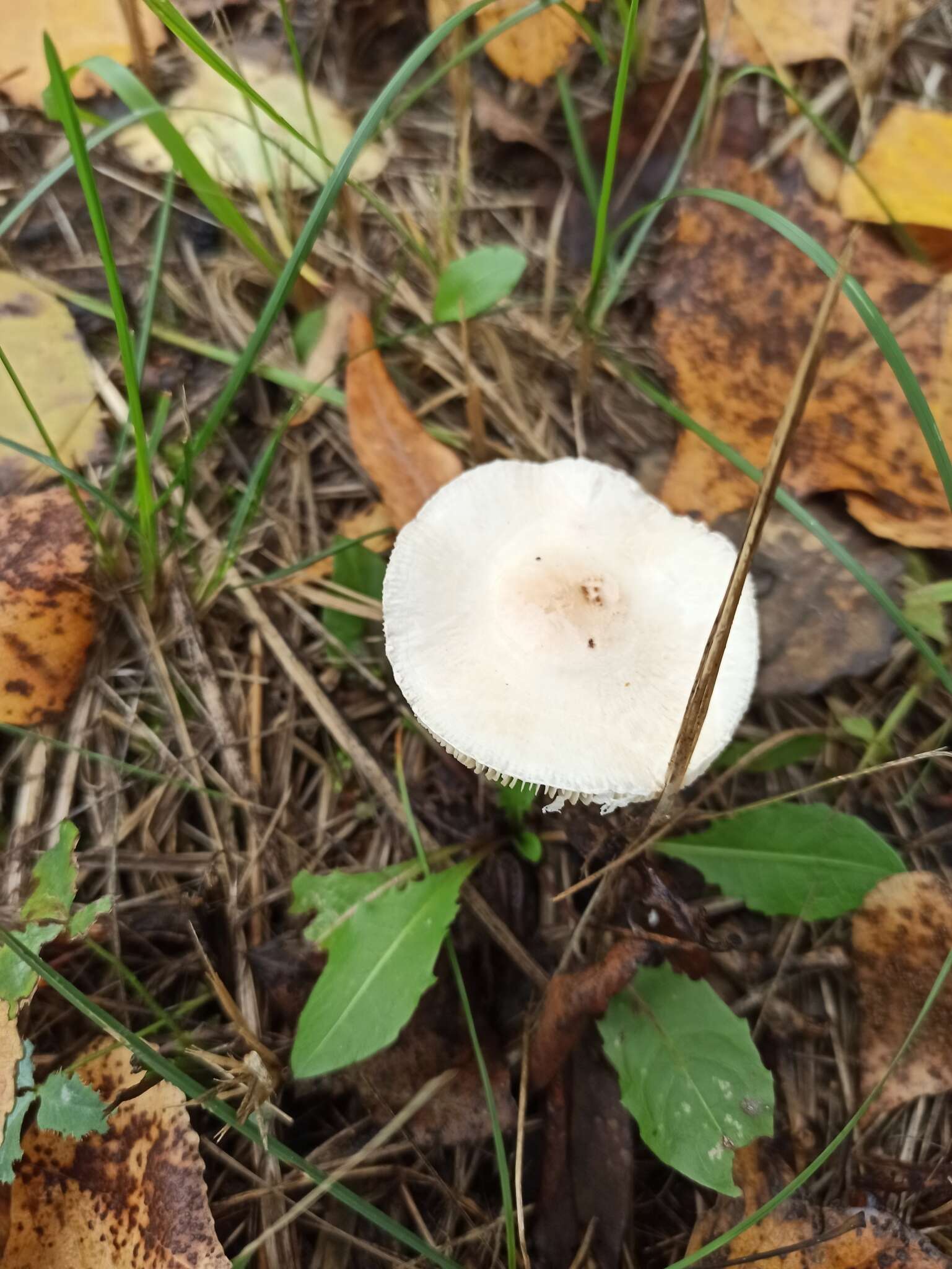 Image of Lepiota oreadiformis Velen. 1920