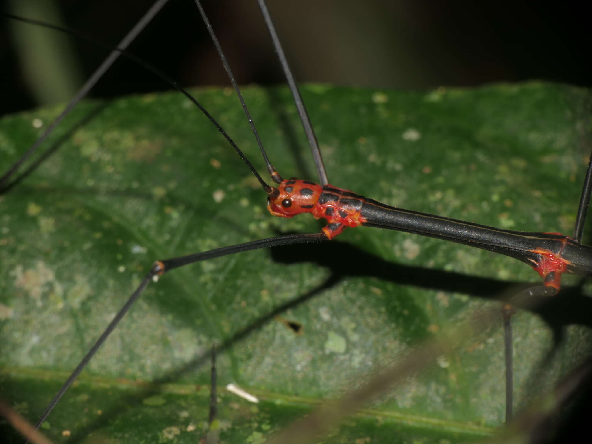 صورة Oreophoetes topoense Conle, Hennemann, Käch & Kneubühler 2009