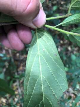 Image of Alangium polyosmoides subsp. tomentosum