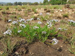 Image of Pentanisia angustifolia (Hochst.) Hochst.