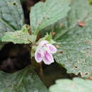 Ajugoides humilis (Miq.) Makino resmi