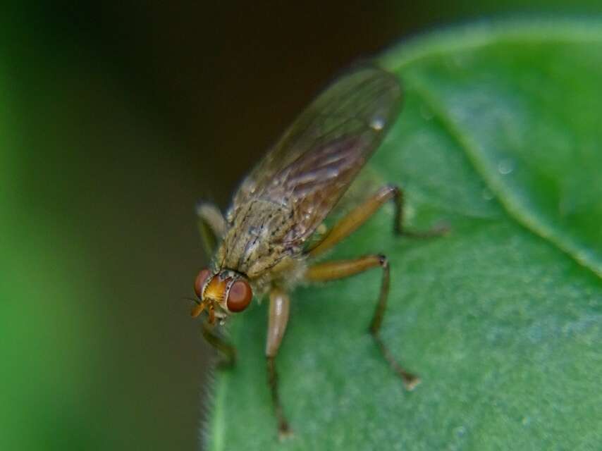 Image of Scathophaga lutaria (Fabricius 1794)